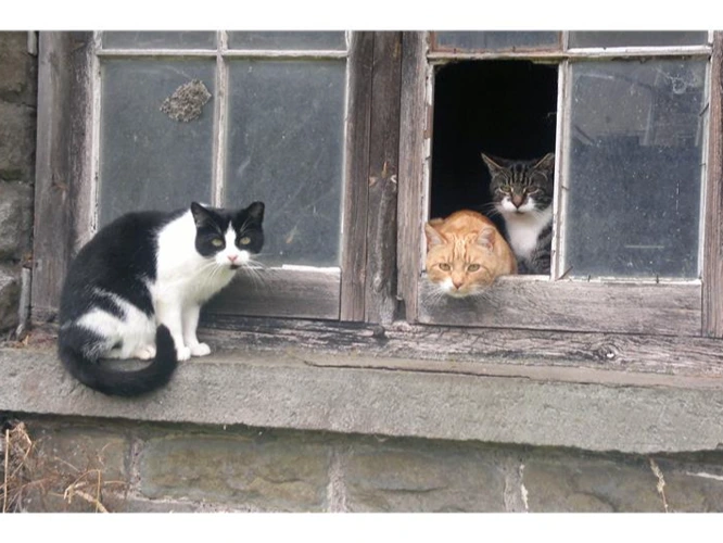 OUTDOOR CATS