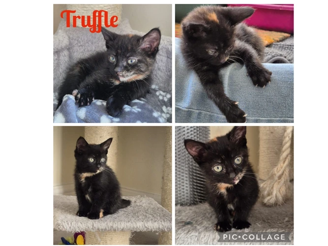 Kittens - Sweeties - Truffle