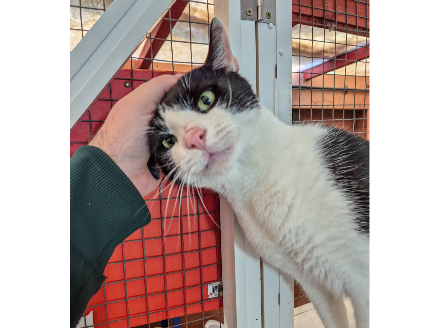 Find A Cat Near You | Adopt a Cat | Cats Protection