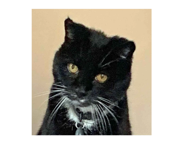 SMUDGE