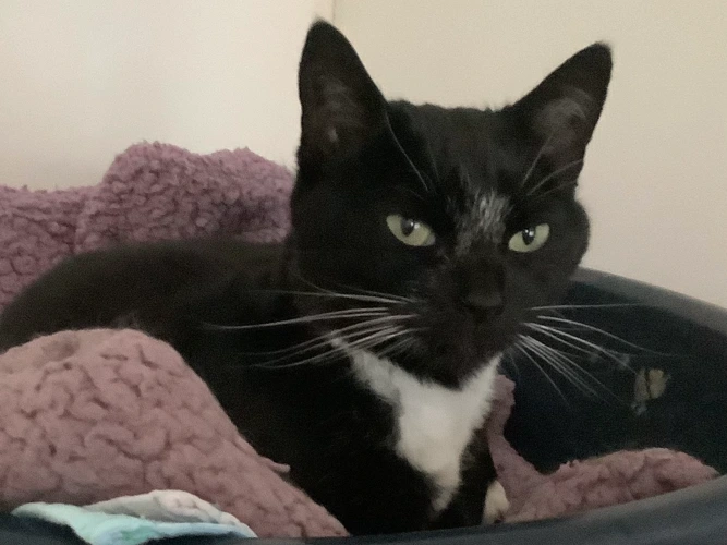 TIGGY (DH)
