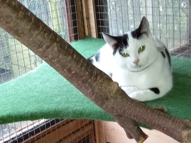 Professional Mousers – Sid & Ted