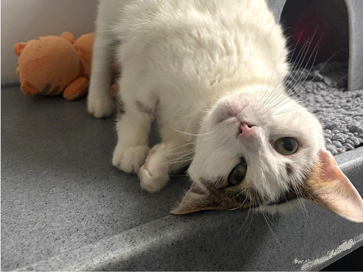 Sagebrush — Domestic Cat