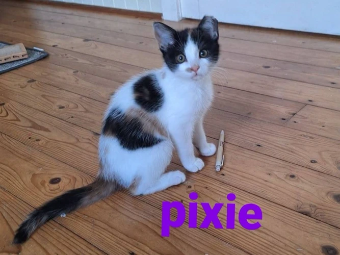 Pixie