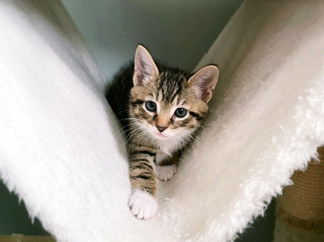 Adorable Kittens