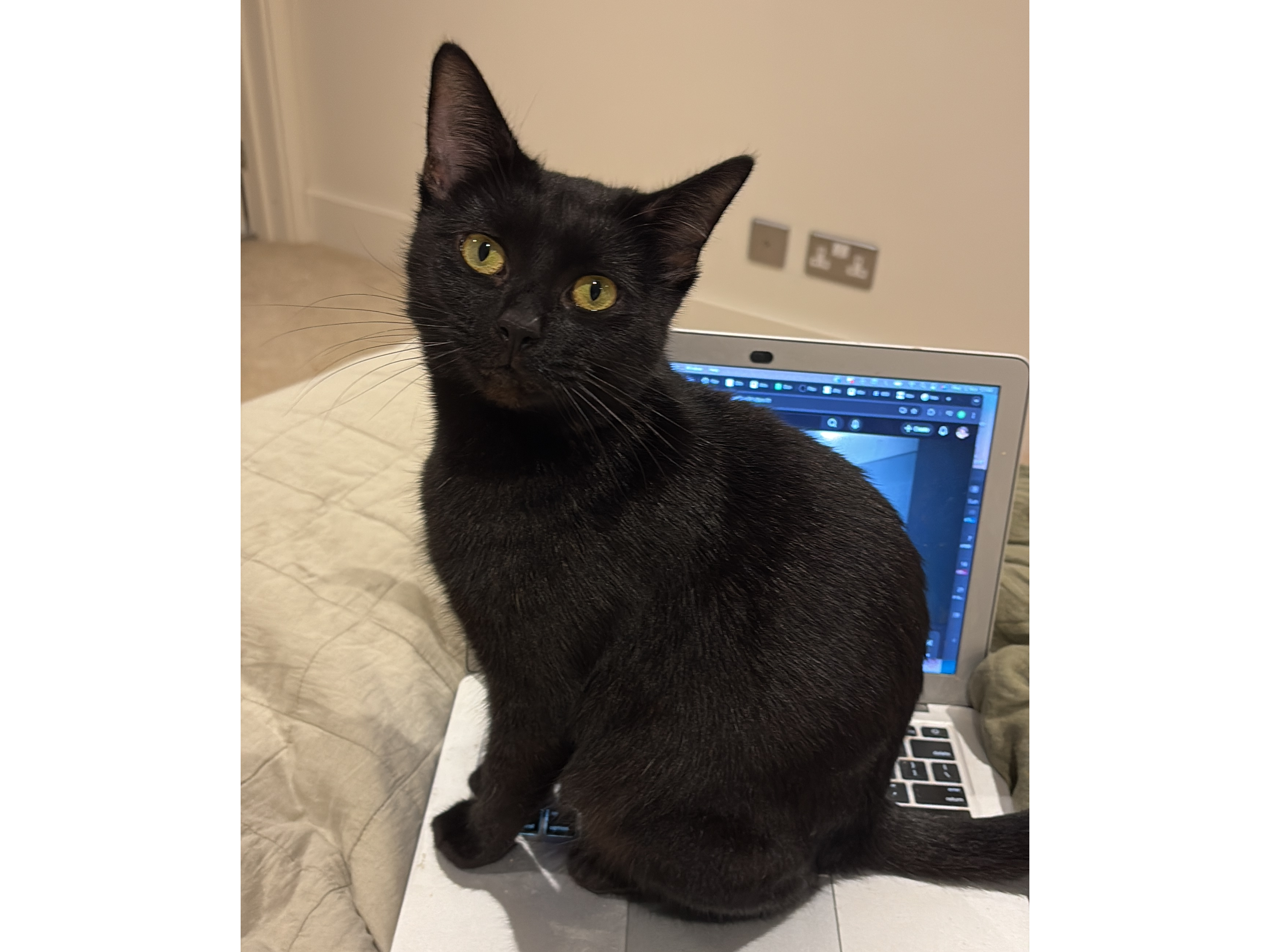 Star — Domestic Cat