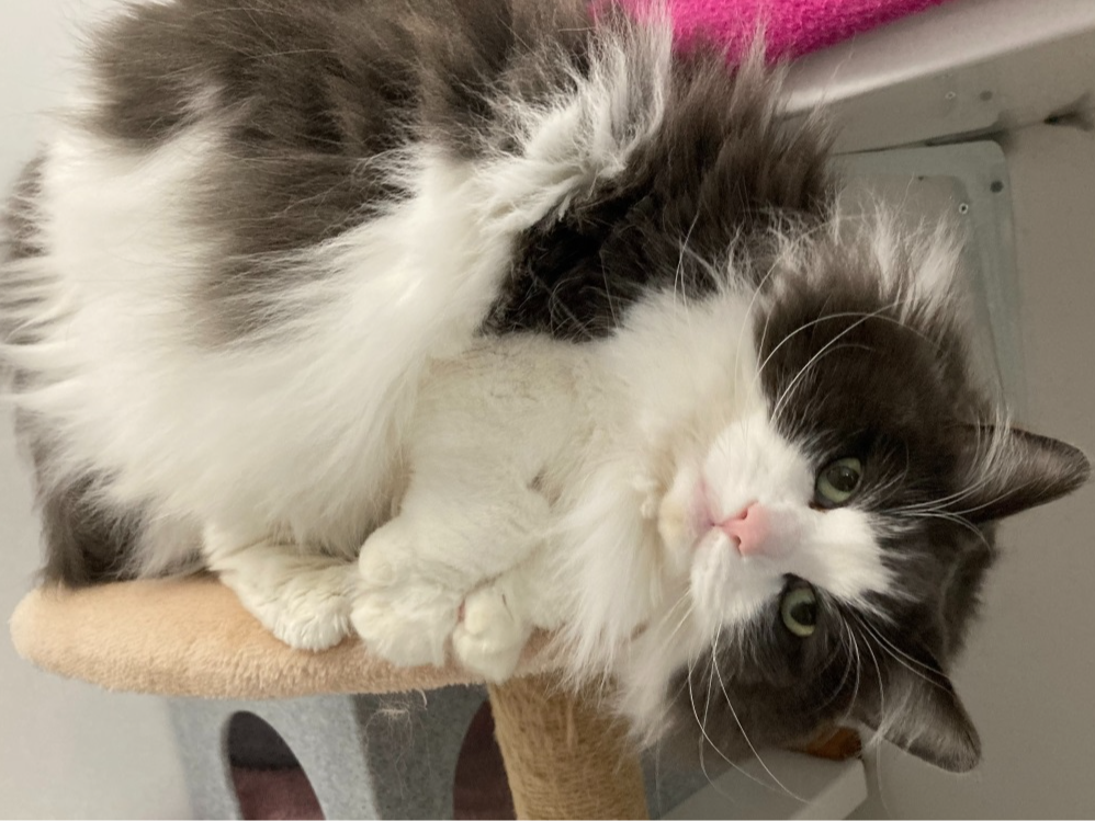 SKYE — Domestic Cat