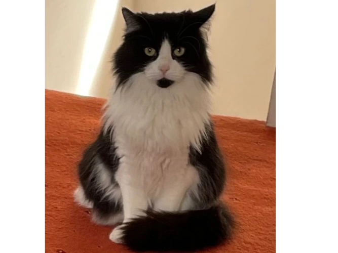 Poofie