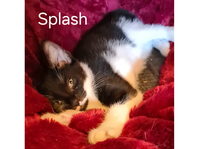 SPLASH
