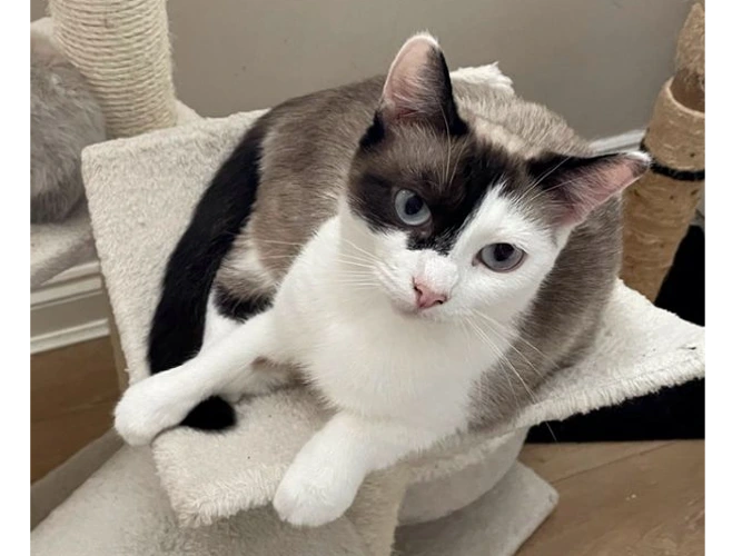 Suki