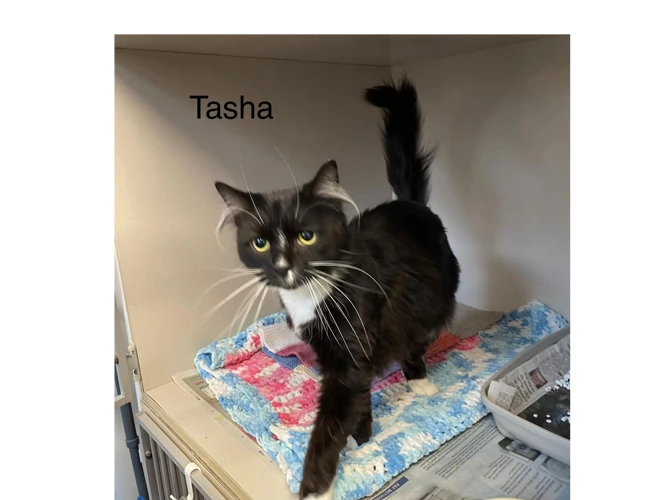 Tasha