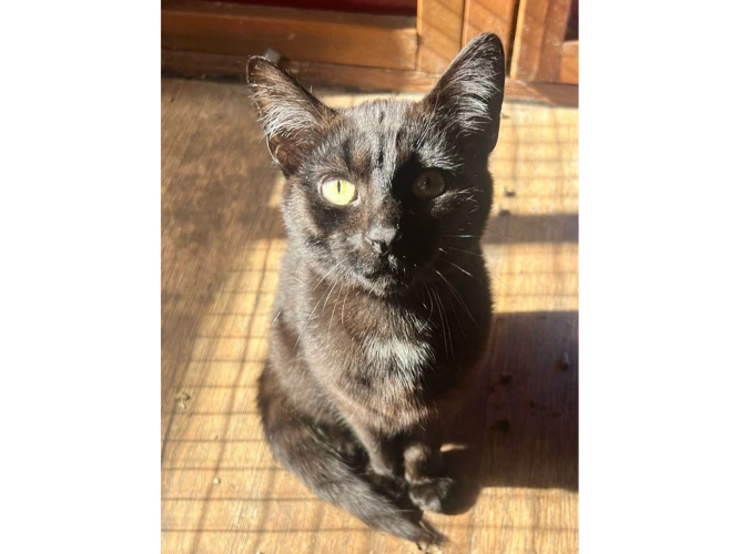 Milo