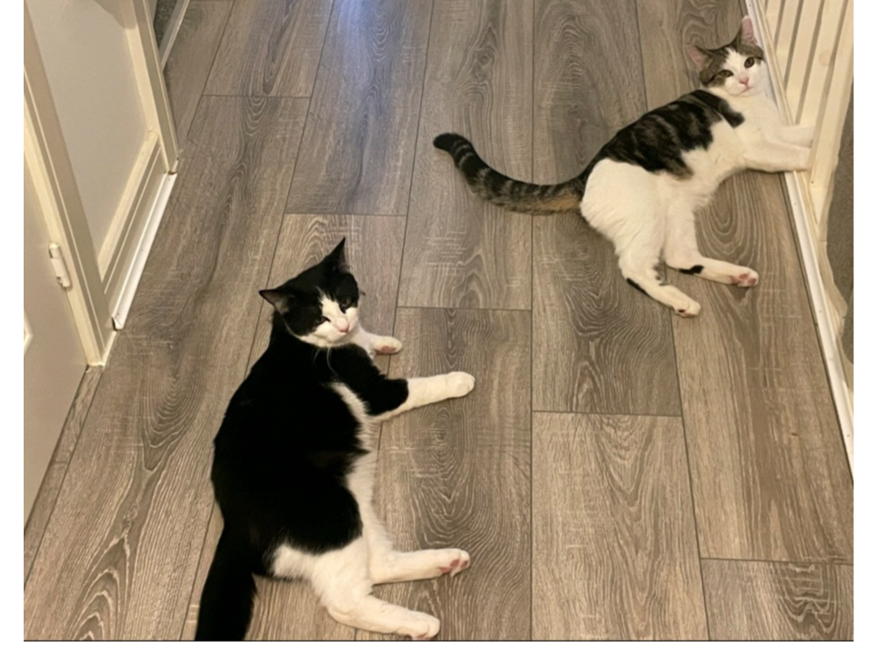 Nipsey and Taz — Domestic Cat