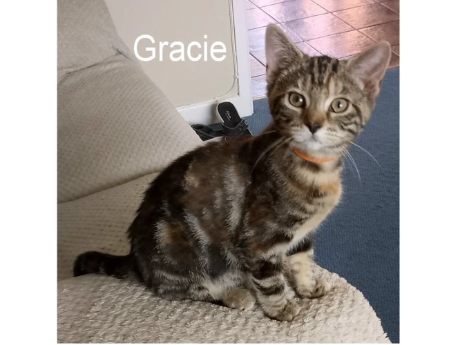 GRACIE
