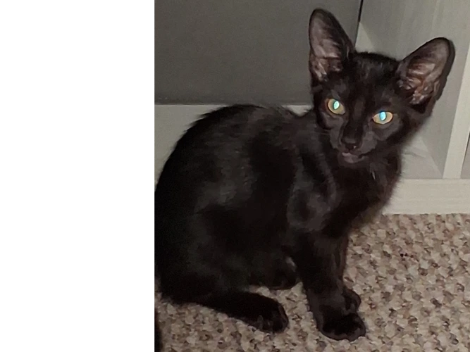 Sooty