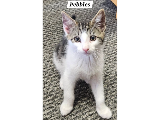 PEBBLES