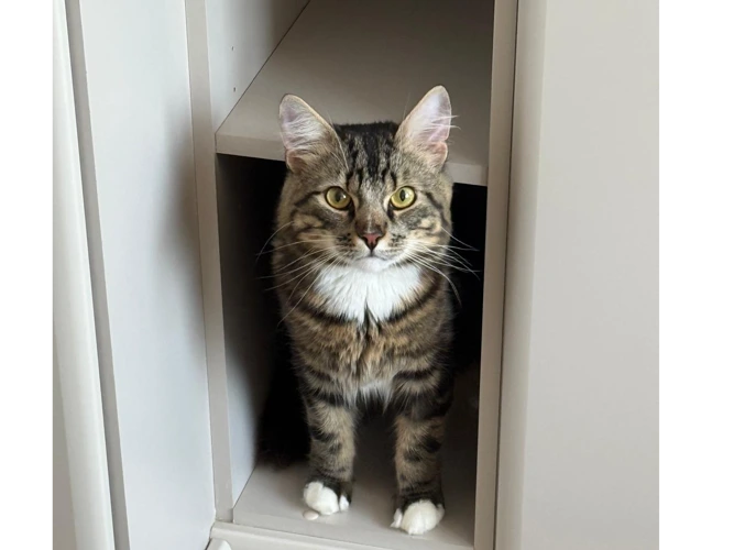 Hugo