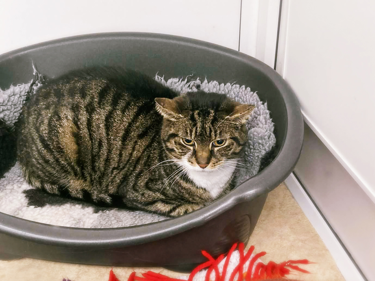 Soxy & Doodle — Domestic Cat