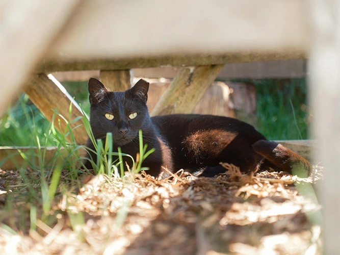 Outdoor homes needed for feral cats!