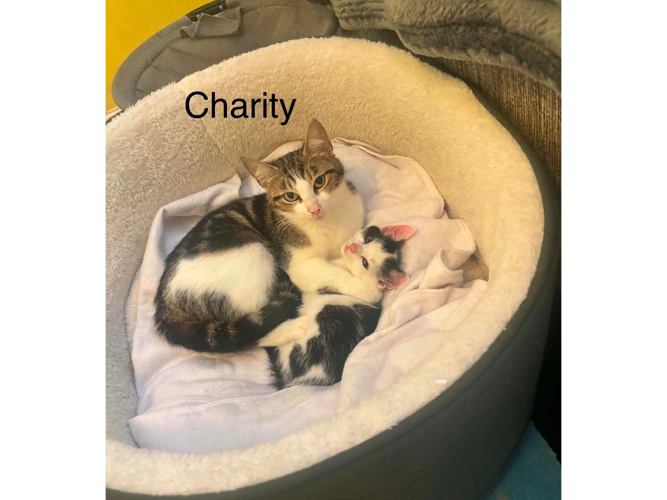 Charity