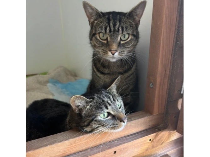 TIGGER & MAGGIE