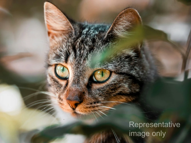 Pair of feral cats