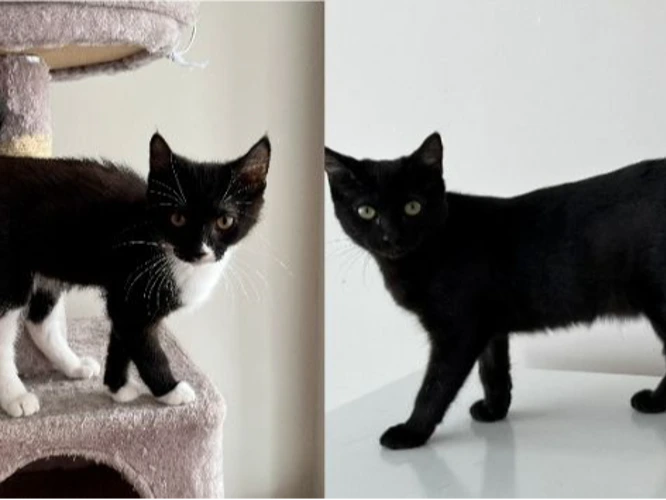 Bobby and Billy (PAIR)