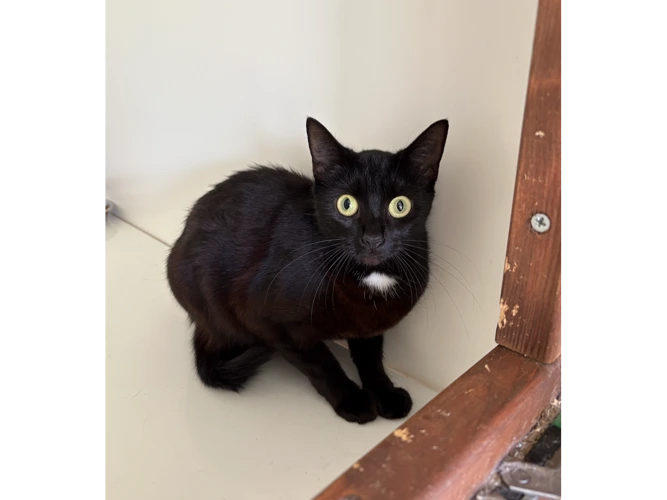 Smudge