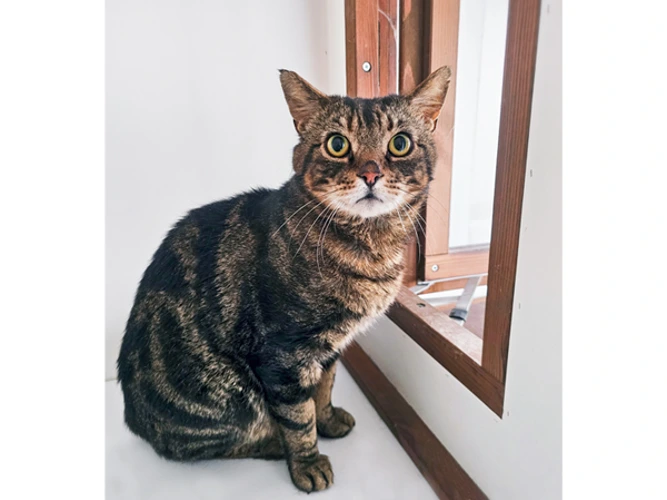 Bertie