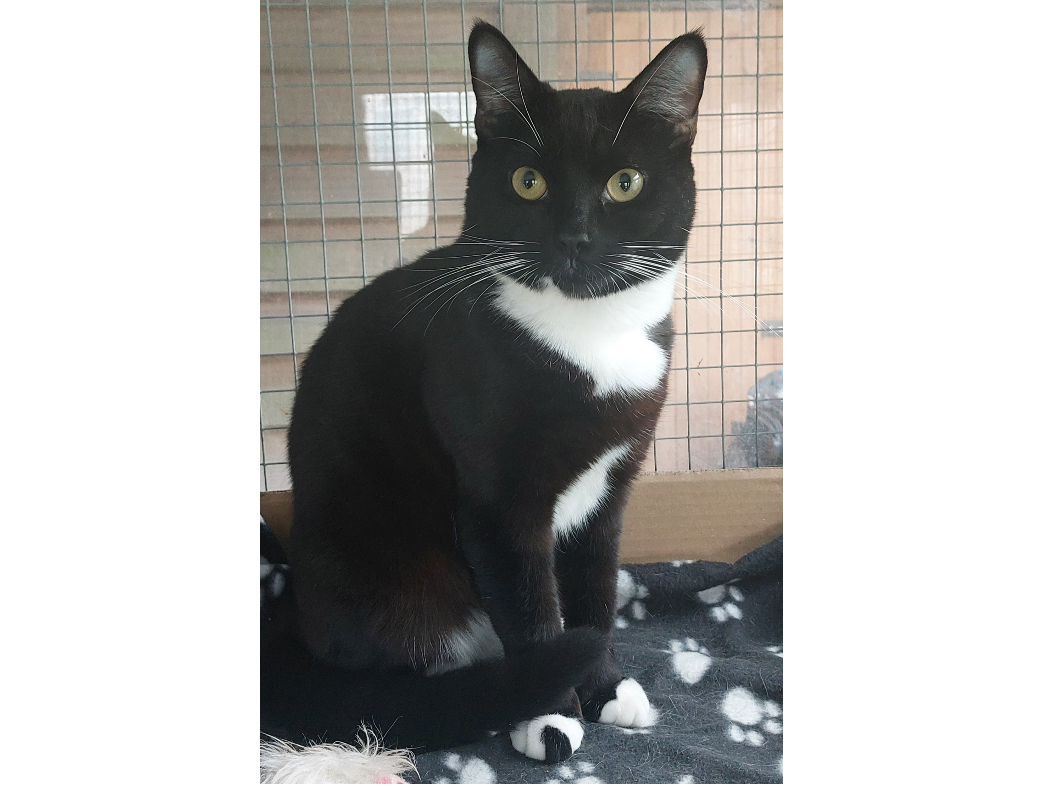 Oreo — Domestic Cat