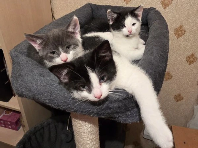 Kai.   Kiki  & Kyle