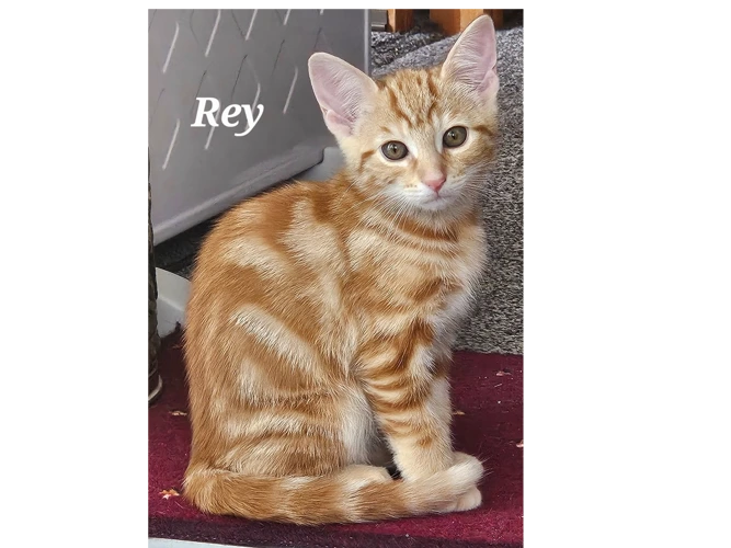 REY