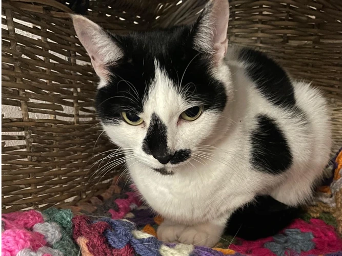 Oreo