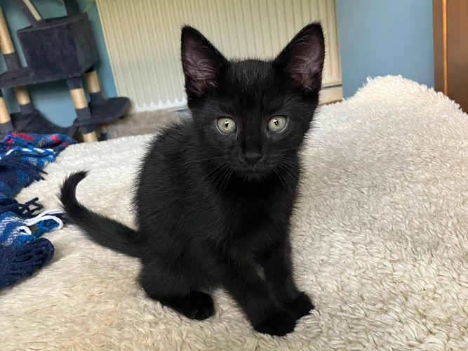 Kittens – Tea Party - Earl