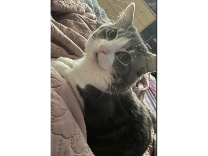 Belle