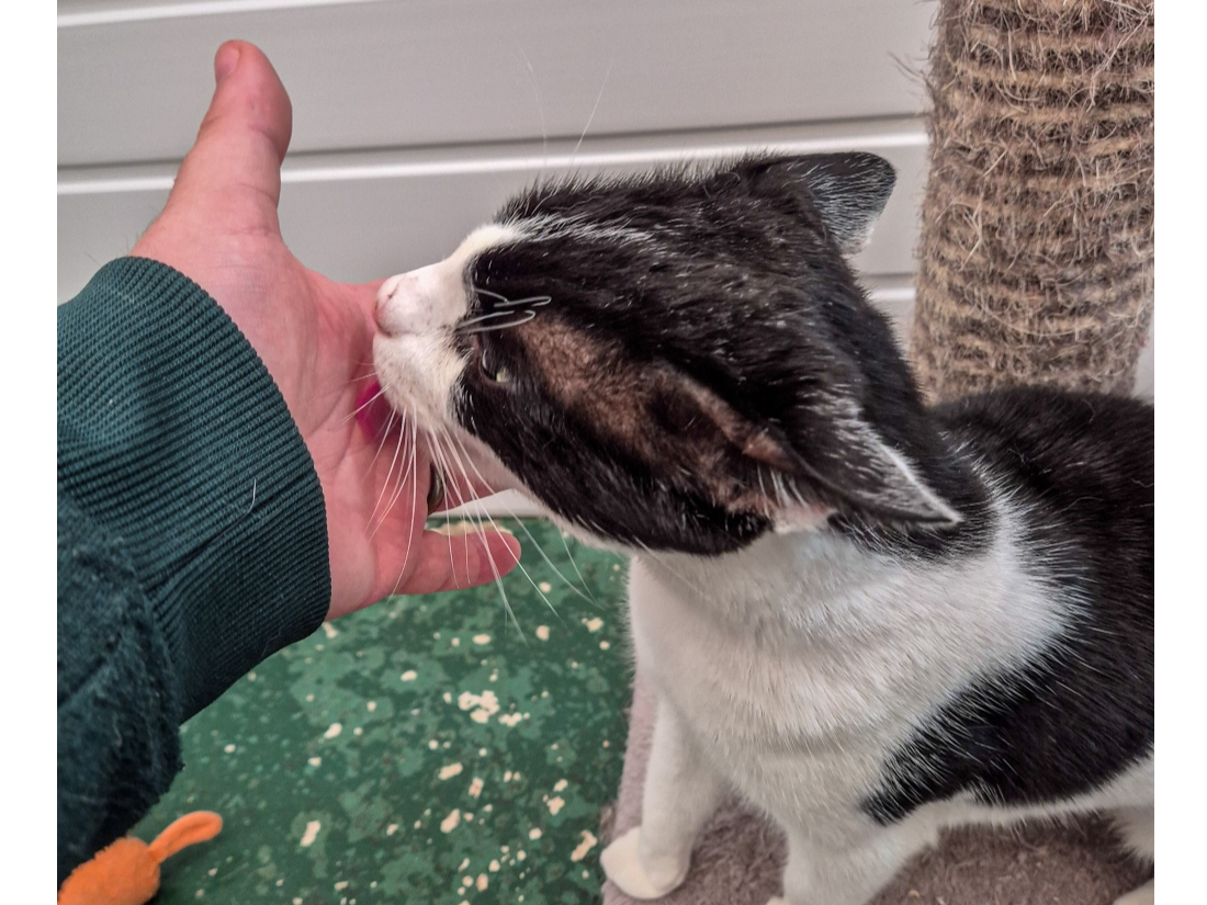 Find A Cat Near You | Adopt a Cat | Cats Protection