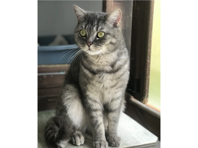 Silvian