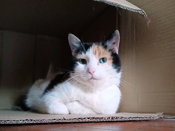 Tallulah