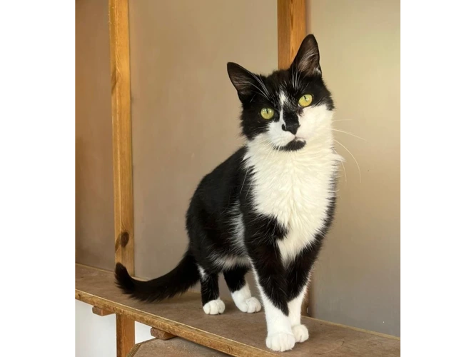 Oreo