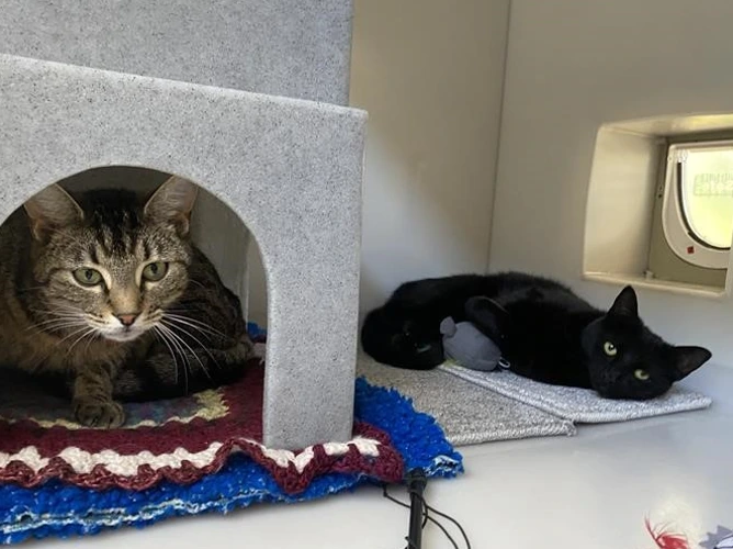 Meme and Nugget