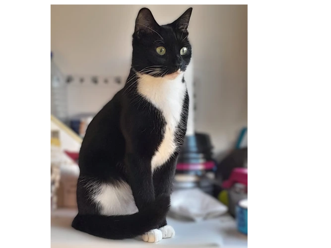 Rosie
