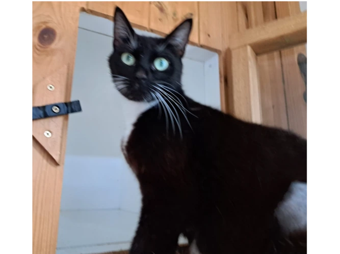 Freya