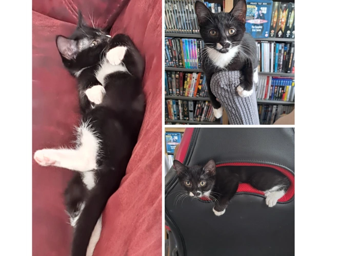 Kittens