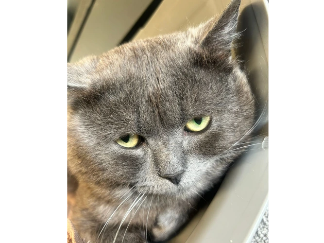 Bruce
