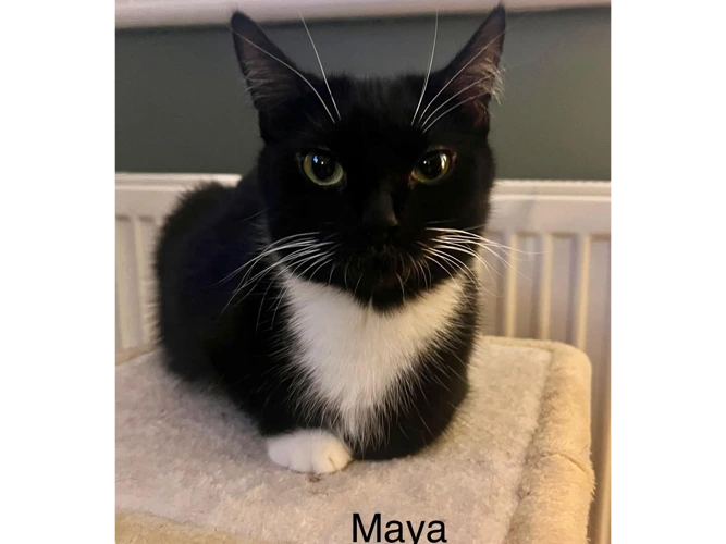 Maya