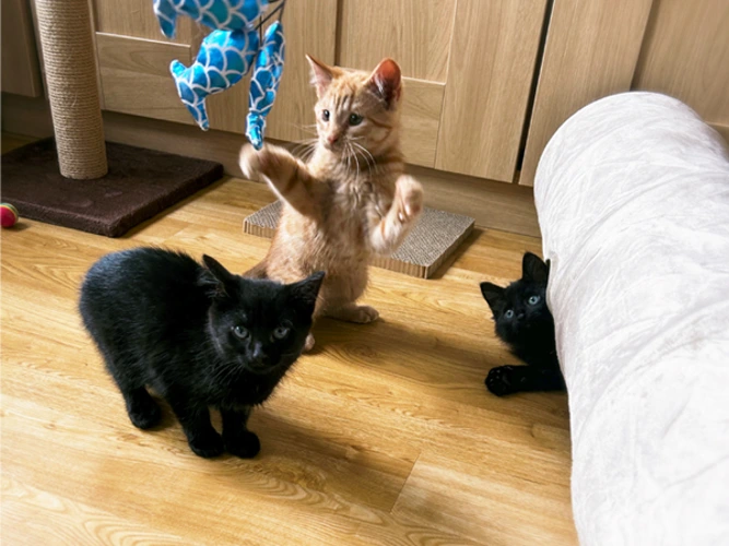 Onyx, Pepper & Dandelion