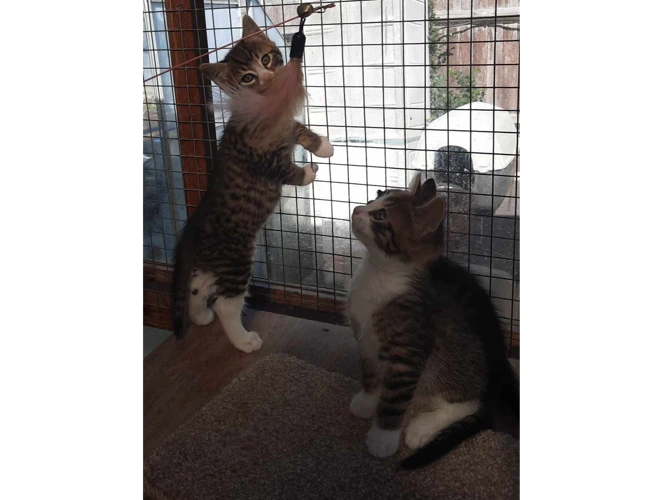 Tabby Kittens