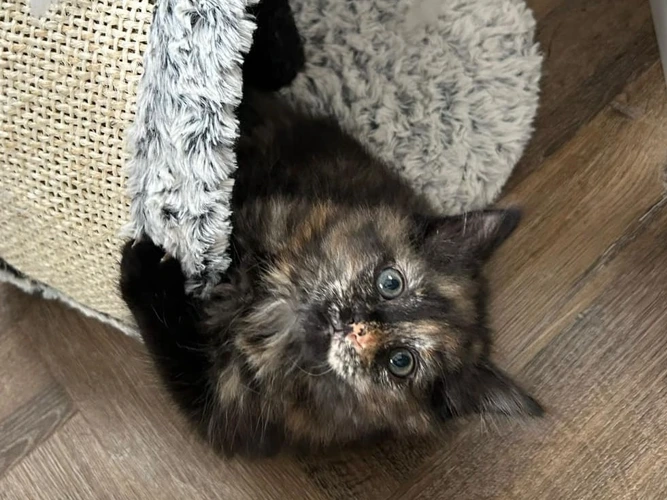 BISCUIT