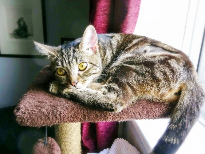 Freya