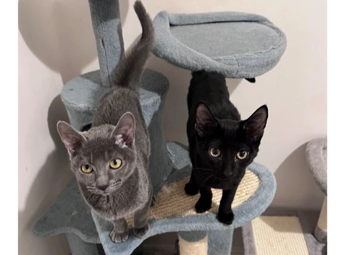 Ellen & Eddie  (PAIR)  VISIT  ARRANGED